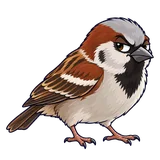 Illustration of House sparrow