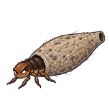 Illustration of Household casebearer (plaster bagworm)