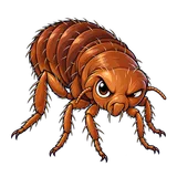 Illustration of Human flea