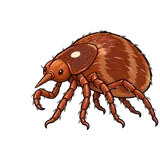 Illustration of Lone star tick