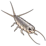 Illustration of Long-tailed silverfish