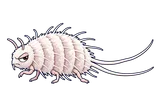 Illustration of Longtailed mealybug