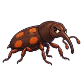 Illustration of Maize weevil