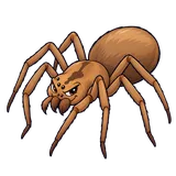 Illustration of Mediterranean recluse