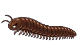 Illustration of Millipedes
