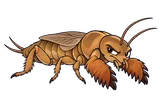 Illustration of the mole crickets