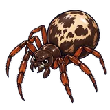 Illustration of Noble false widow