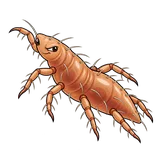 Illustration of Oak leaf itch mite