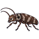 Illustration of Old house borer