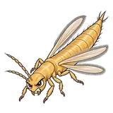 Illustration of Onion thrips