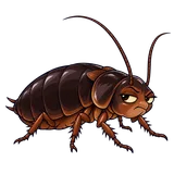 Illustration of Oriental cockroach