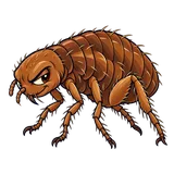 Illustration of Oriental rat flea