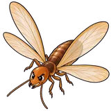 Illustration of Pacific dampwood termite