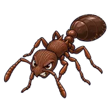 Illustration of Pavement ant