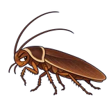 Illustration of Pennsylvania wood cockroach