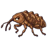 Illustration of Plum curculio