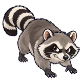 Illustration of Raccoon