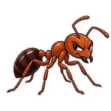 Illustration of Red imported fire ant
