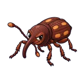 Illustration of Rice weevil