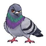 Illustration of Rock pigeon