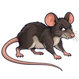 Illustration of Roof rat