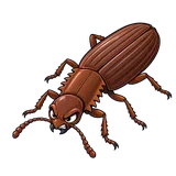 Illustration of Sawtoothed grain beetle