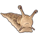 Illustration of Slugs