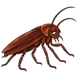 Illustration of Smokybrown cockroach