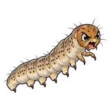 Illustration of the sod webworms