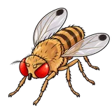 Illustration of Spotted wing drosophila