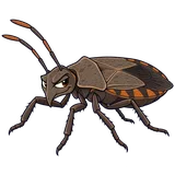 Illustration of Squash bug