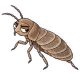 Illustration of Swallow bugs