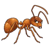 Illustration of Tawny crazy ant