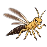 Illustration of Thrips parvispinus