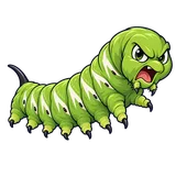 Illustration of Tomato hornworm