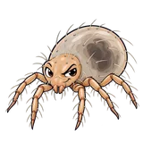 Illustration of Tropical rat mite