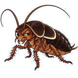 Illustration of Turkestan cockroach