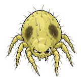 Illustration of Twospotted spider mite