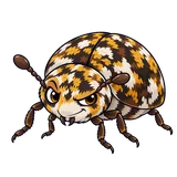 Illustration of Varied carpet beetle