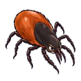 Illustration of Western blacklegged tick