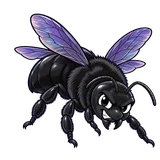 Illustration of Western carpenter bees