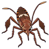 Illustration of Western conifer seed bug