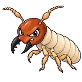 Illustration of Western drywood termite