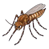 Illustration of Western encephalitis mosquito