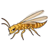 Illustration of Western flower thrips