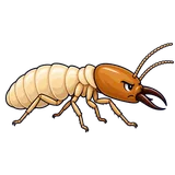 Illustration of Western subterranean termite