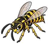 Illustration of Western yellowjacket