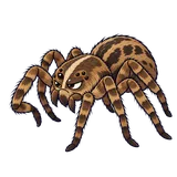 Illustration of Wolf spiders