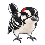 Illustration of Woodpeckers