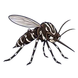 Illustration of Yellow fever mosquito